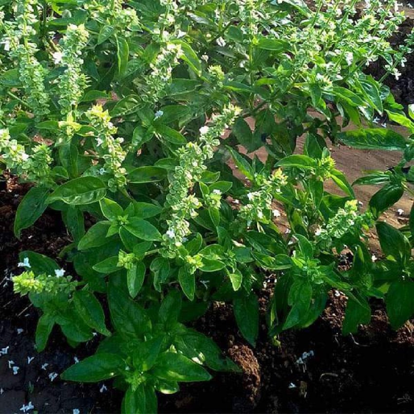 Biosnyg Sweet Basil Bon Seed Price in India Buy Biosnyg Sweet