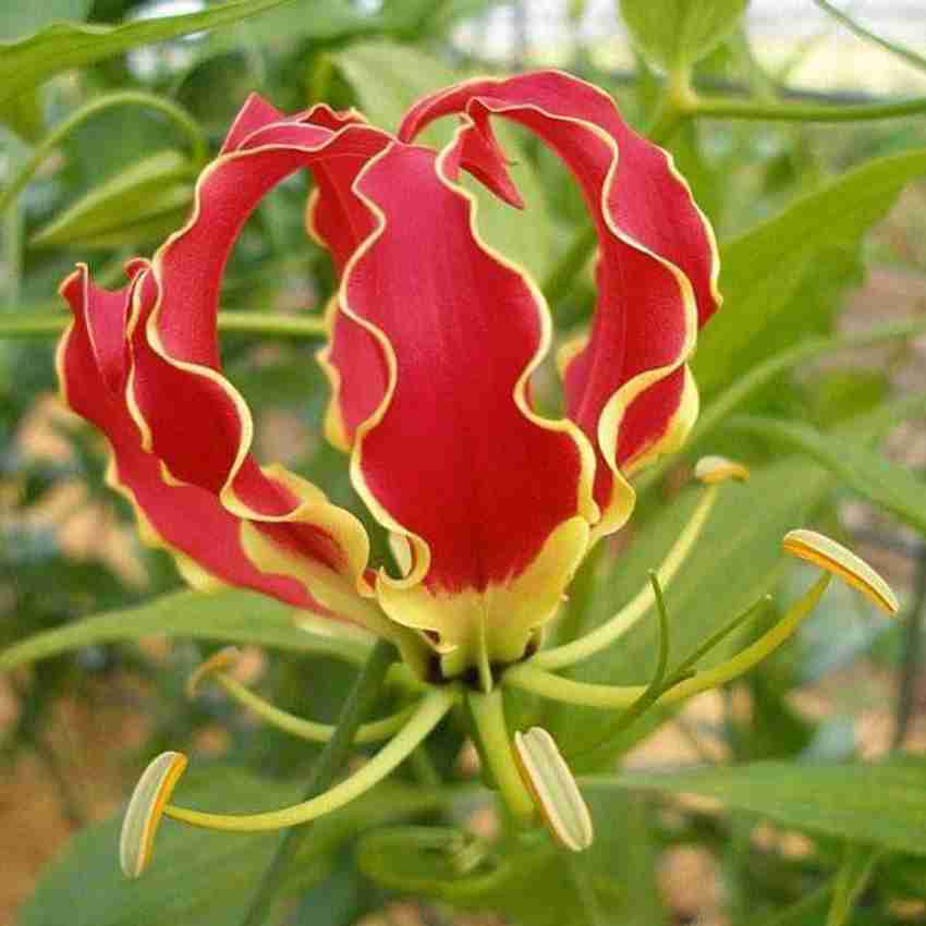 VibeX Gloriosa Superba Seed Price in India Buy VibeX Gloriosa