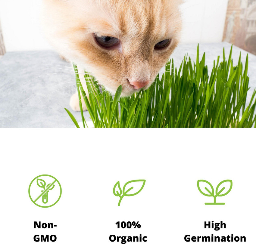 Organic non outlet gmo cat food