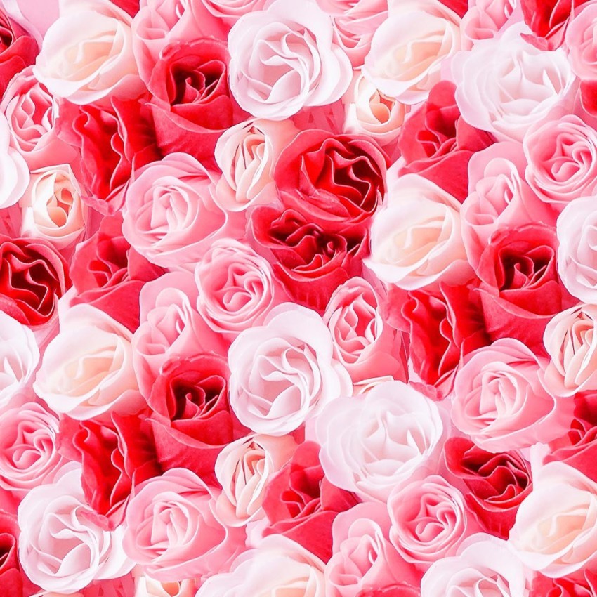 Desktop Wallpapers rose Pink color Drops flower