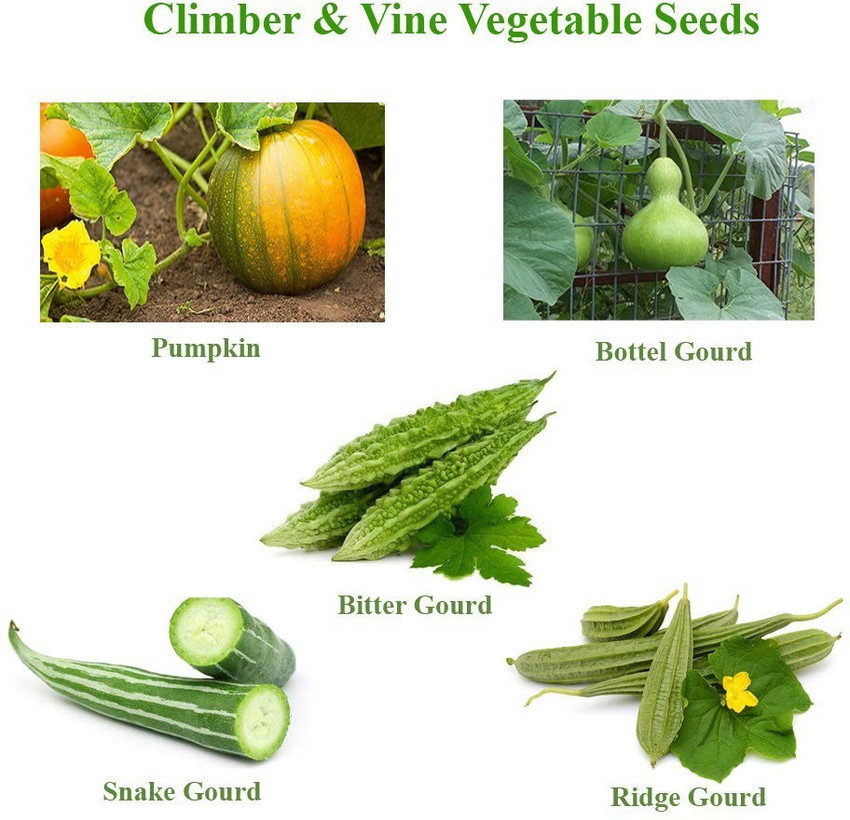 Bottle Gourd Creeper Plant