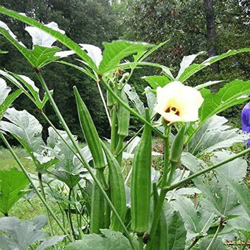 PlantFiles Pictures Okra 'Baby Bubba' (Abelmoschus