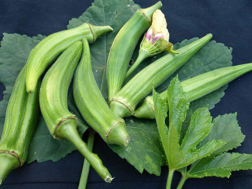 What Is The Best Way To Plant Okra Seeds? Quora