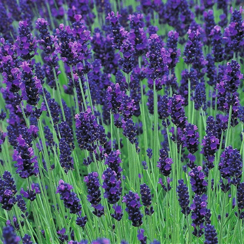 English Lavender (Lavandula) Hidcote Blue | Two Live Herb Plants | Non-GMO,  Perennial in Zones 5 to 8, Mosquito Repellent Plant