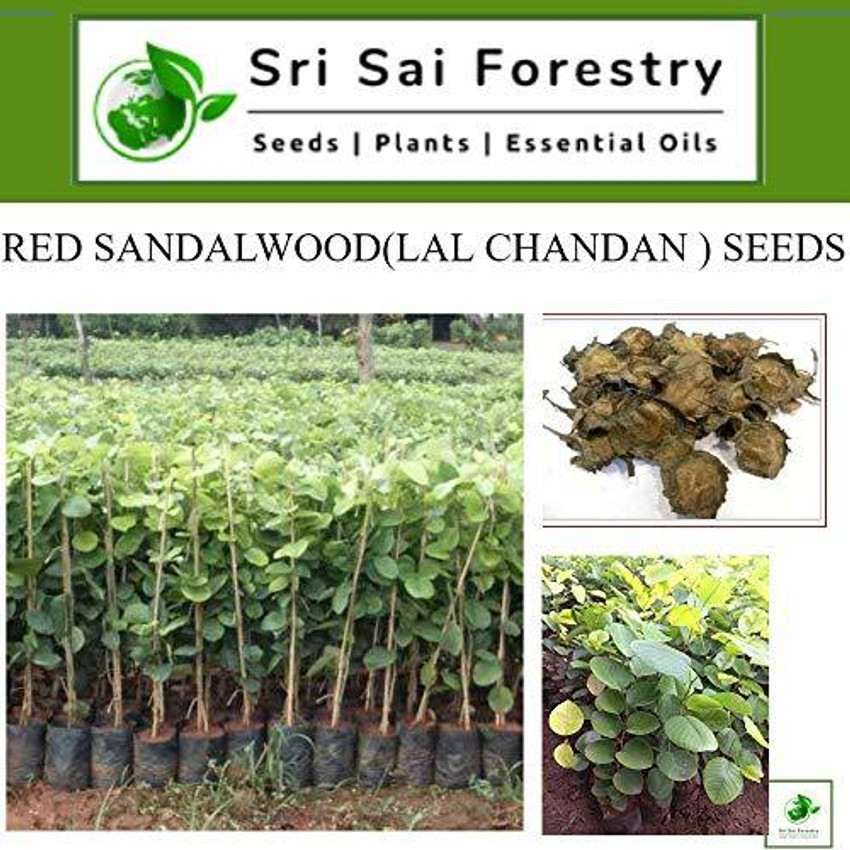 SRI SAI FORESTRY RED SANDALWOOD LAL CHANDAN RAKTA CHANDAN
