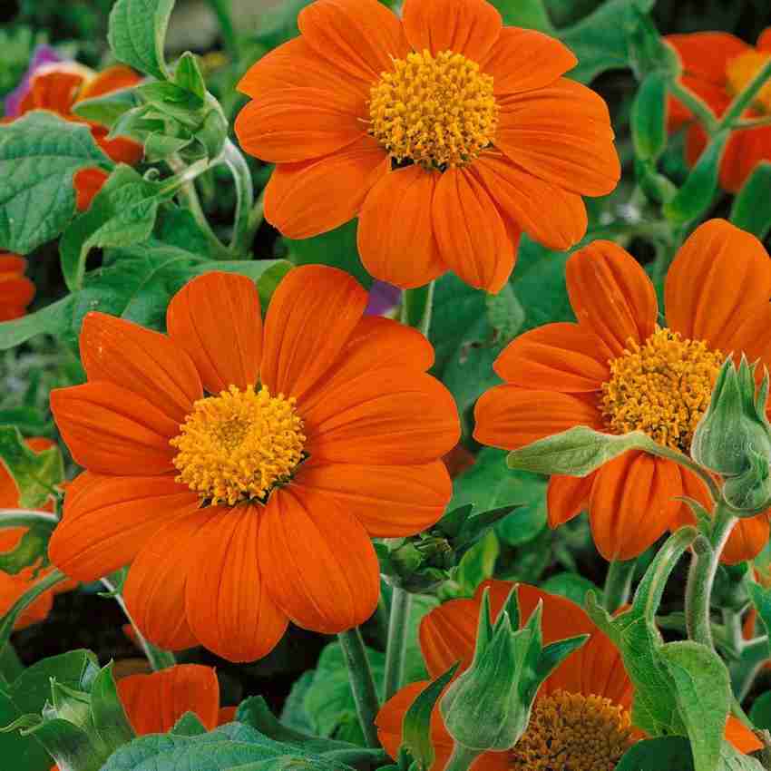 Paudha Tithonia Flower Seed Price in India Buy Paudha Tithonia Flower Seed online at Flipkart