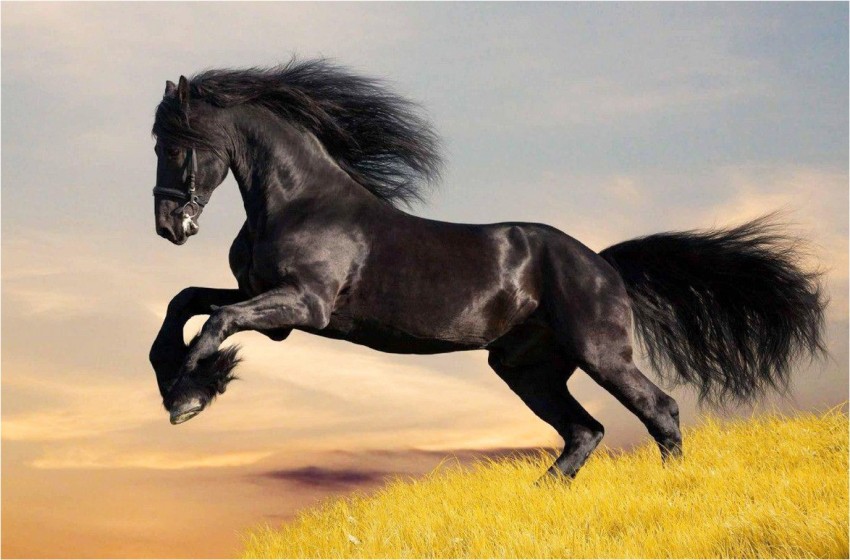 Black Horse, black, horse, HD phone wallpaper | Peakpx