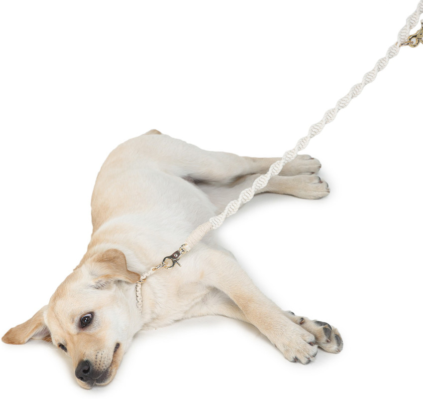 Dog new arrivals accessories flipkart