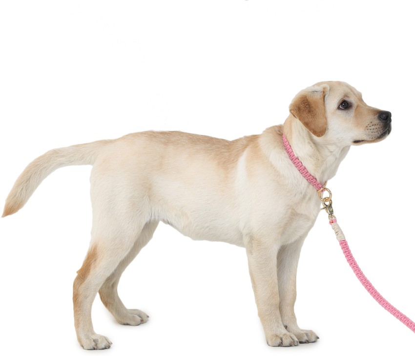 Dog accessories clearance flipkart