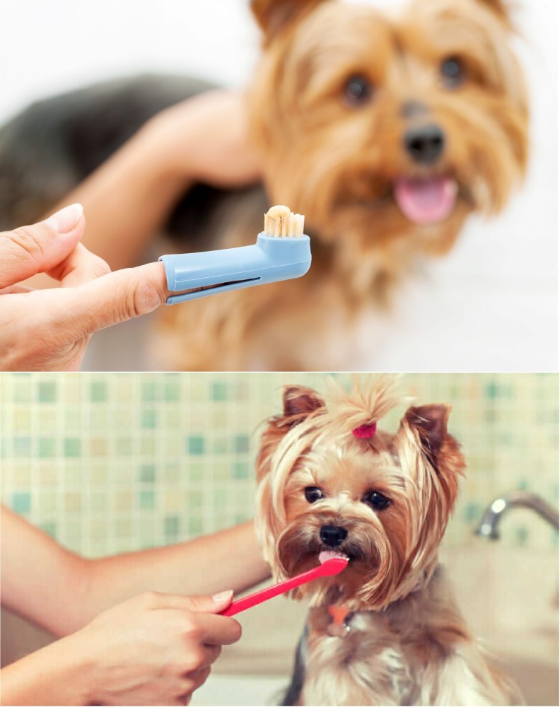 Breedo (Combo of 4) Dog Toothpaste + Scrub Brush + Teeth Brush + Gloves  Basic Comb for Dog & Cat, Dog, Monkey, Rabbit, Hamster Price in India - Buy  Breedo (Combo of