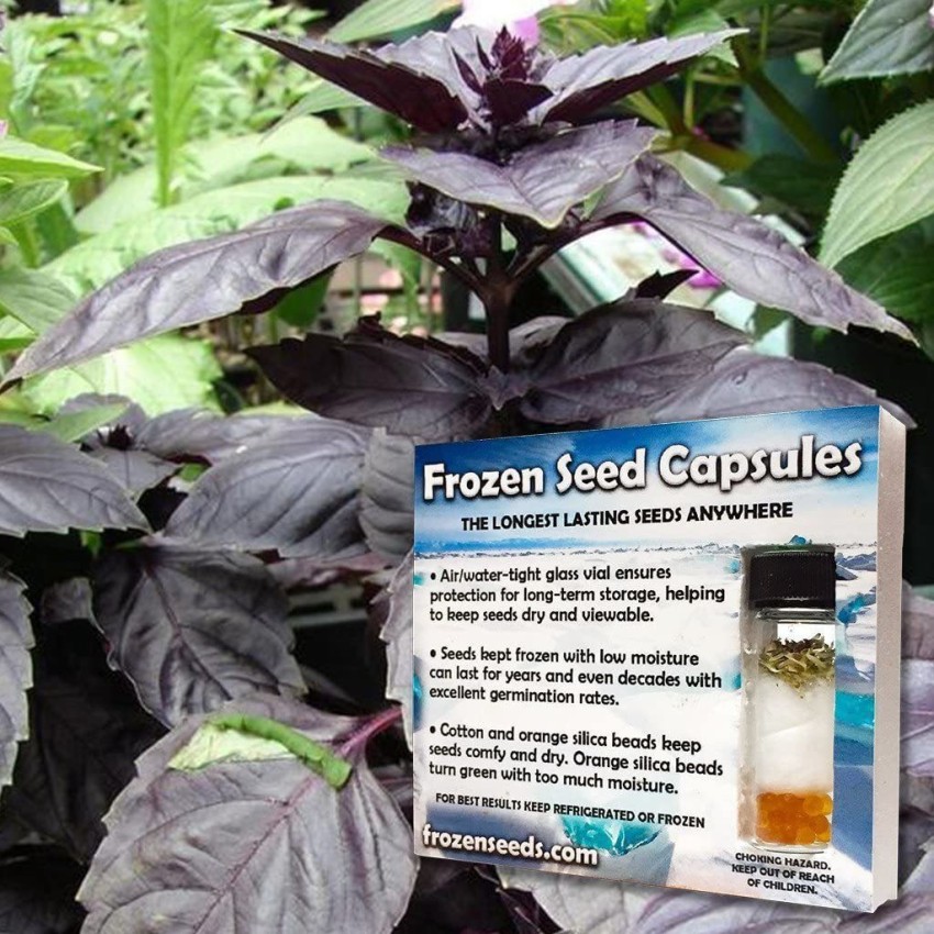 Biosnyg FROZEN SEED CAPSULES Red Rubin Basil Basil Seeds Ocimum