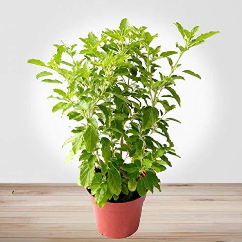 WILLVINE Vana Tulsi Herb Holy basil Seeds Seed Price in India