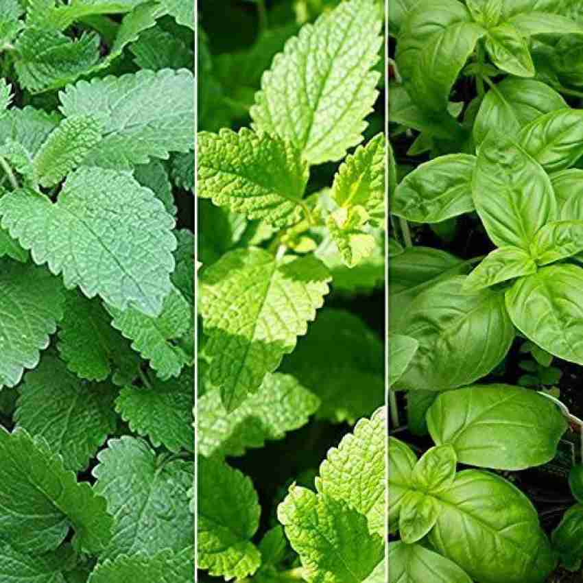 Biosnyg 3 Varieties of Herb Lemon Balm Peppermint Sweet Basil