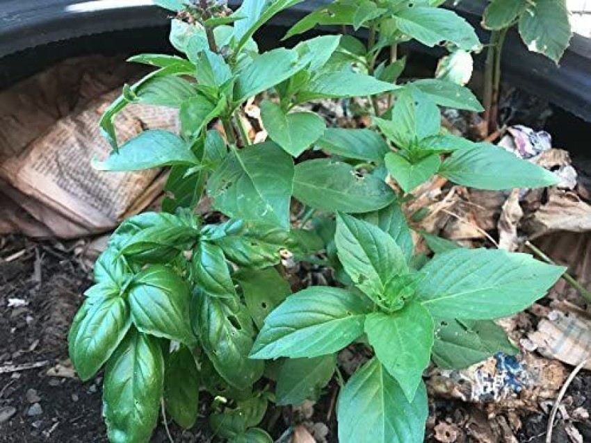 WILLVINE Hybrid Thai Basil Seeds Seed Price in India Buy