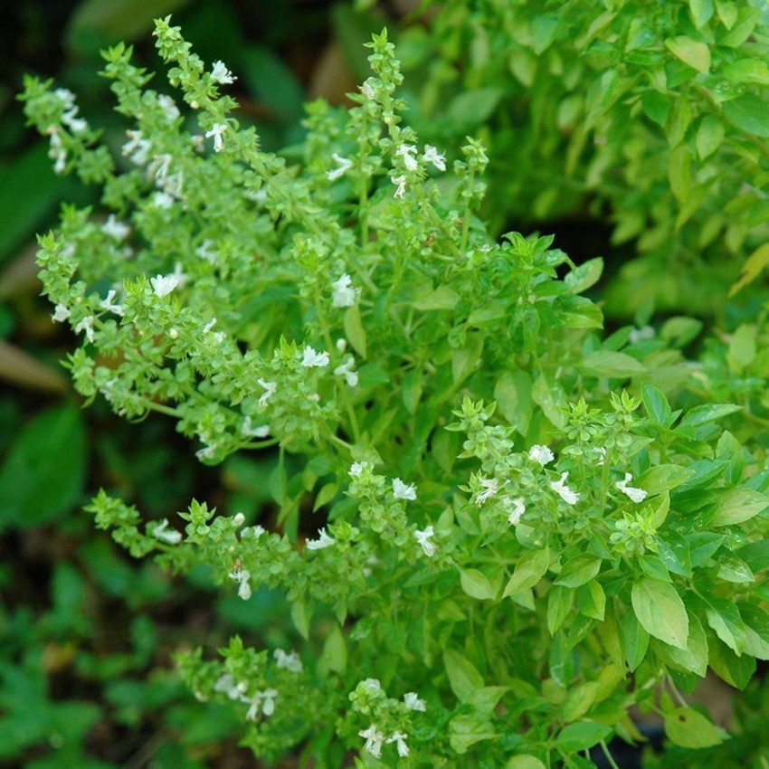 Biosnyg Greek Dwarf Basil Seeds Ocimum basilicum Rare