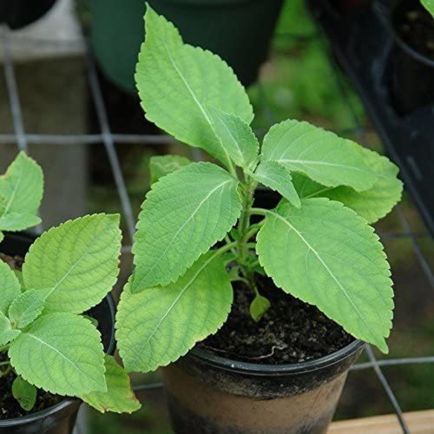 Biosnyg African Tree Basil Ocimum gratissimum Rare Medicinal