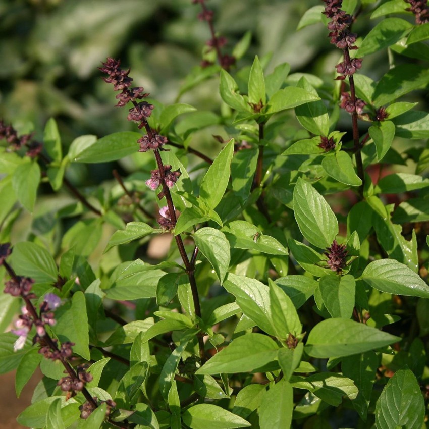 Biosnyg Thai Sweet Basil Seeds Ocimum basilicum 500 Seeds Seed