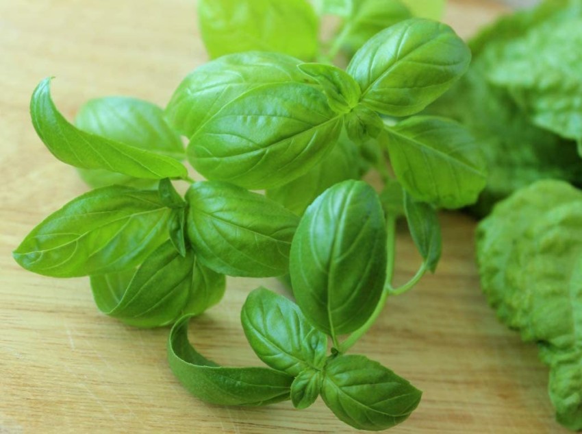 VibeX Russian Vegetable Basil Seed Price in India Buy VibeX