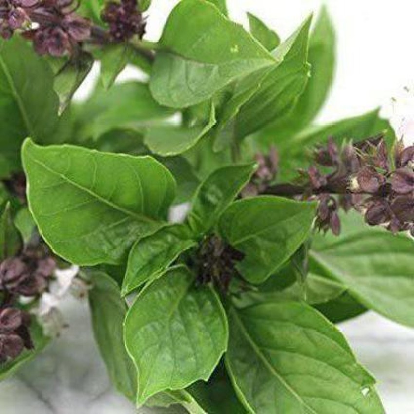 VibeX Thai Sweet Basil Herb Seeds Seed Price in India Buy VibeX