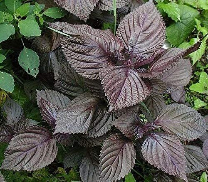 WILLVINE Shiso Seeds Purple Perilla Japanese Basil Red Mint