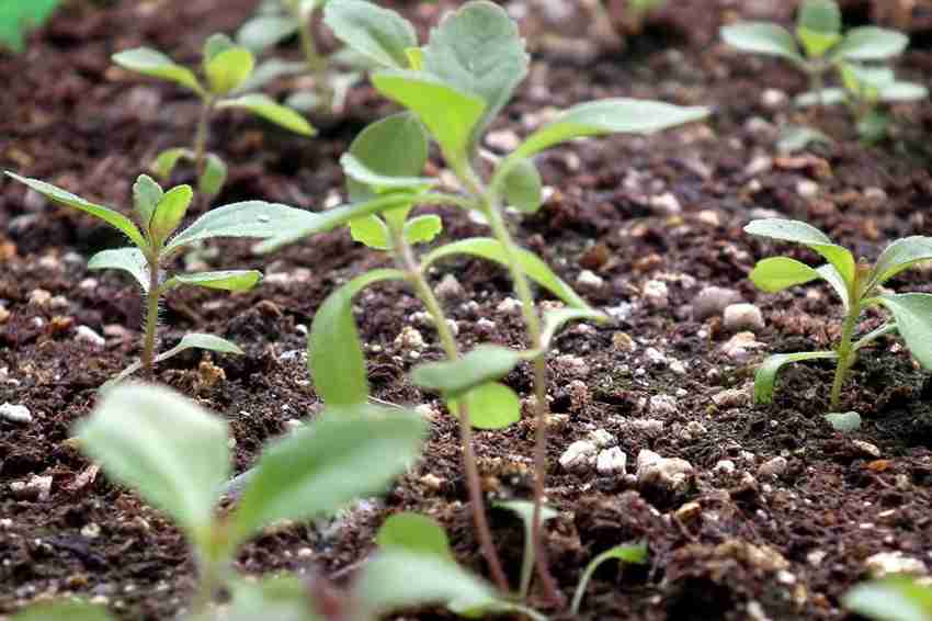 Sugarleaf Organic Stevia Seeds