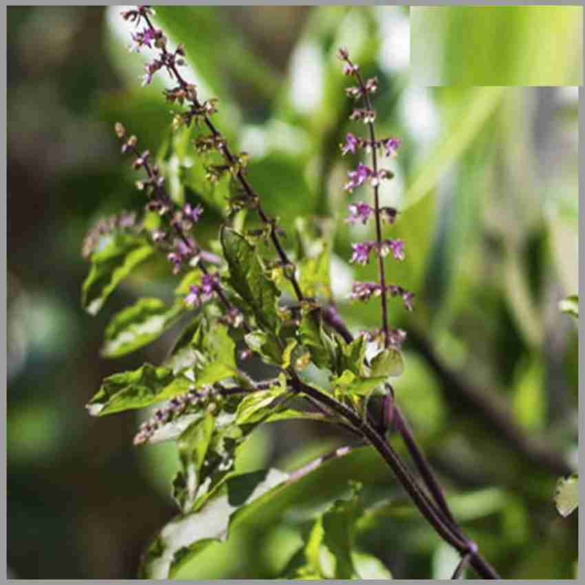 WILLVINE Krishna Black Holy Basil Selected Tulsi Seeds Seed Price