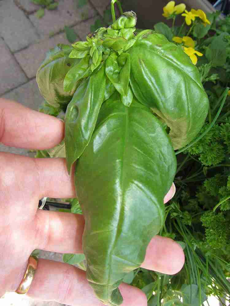 WILLVINE GIANT AFRICAN TREE BASIL 5 SEEDShugeFRAGRANT Seed Price