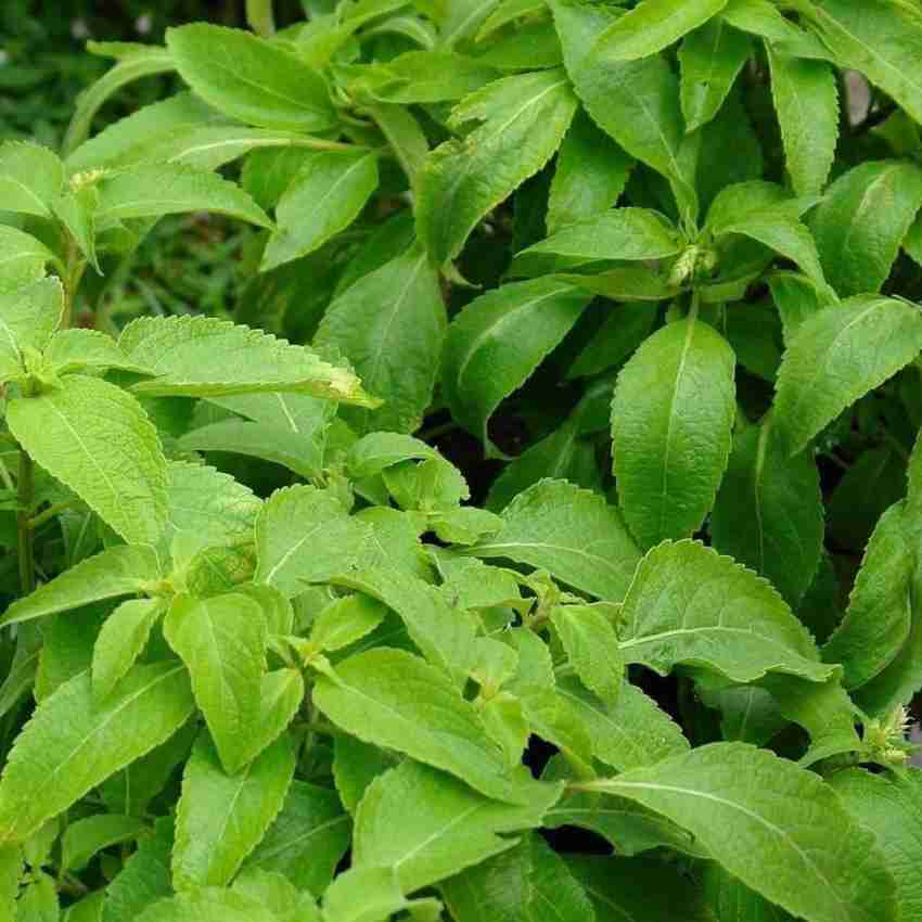 Biosnyg African Tree Basil Seeds Ocimum gratissimum 1000