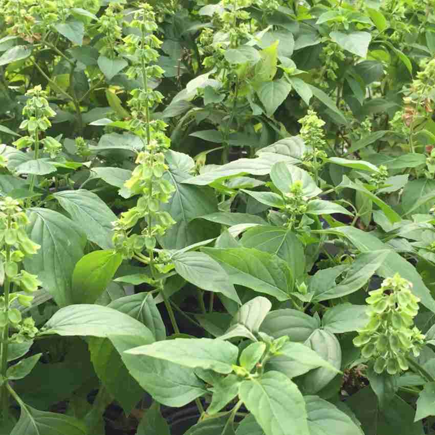 Biosnyg Africian Tree Basil 5gm Seeds Seed Price in India Buy