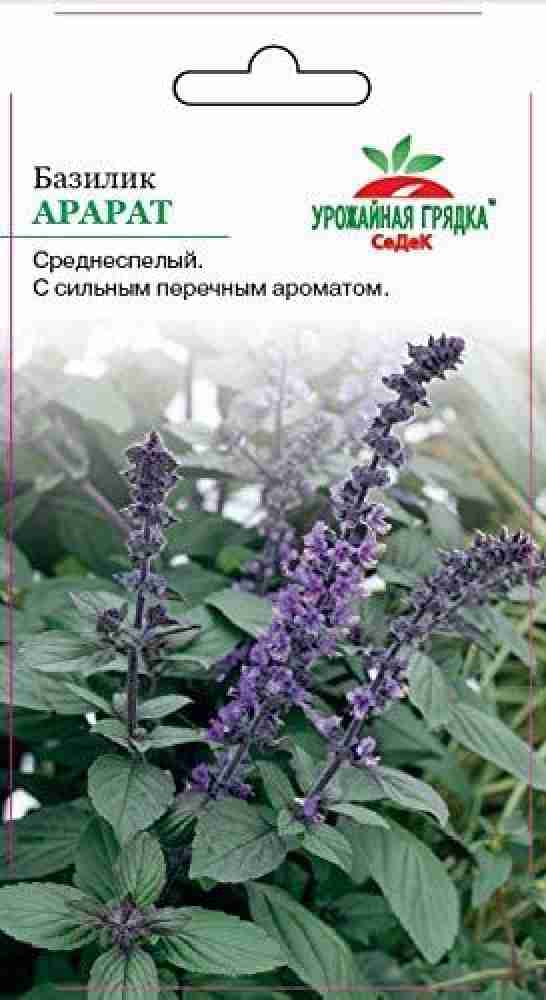 WILLVINE Russian Basil Ararat Action Seed Price in India Buy