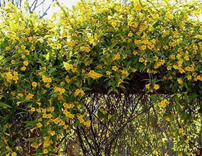 WILLVINE ™Yellow Carolina Jasmine Vine Seeds Seed Price in India - Buy  WILLVINE ™Yellow Carolina Jasmine Vine Seeds Seed online at