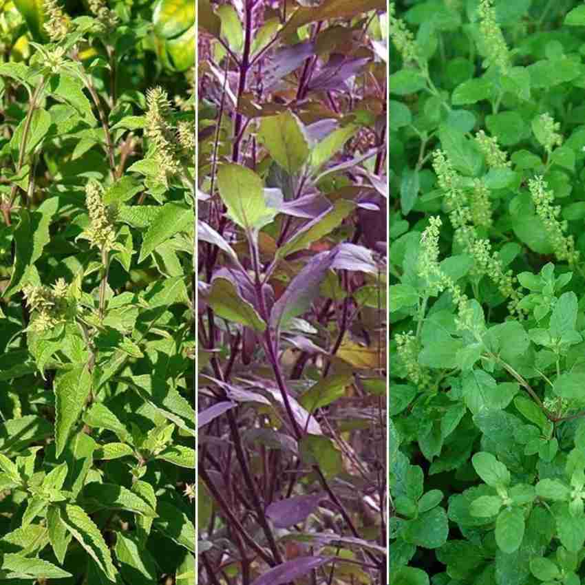 Biosnyg Tulsi Basil 3 Pack Vana Rama Krishna 10gm Seeds Seed