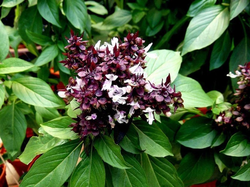 Biosnyg Russian Basil Thai Queen Seeds of Basil from Russia 250