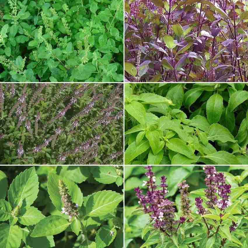 Biosnyg Holy Tulsi Basil 6 Varieties 1000 Seeds Seed Price in