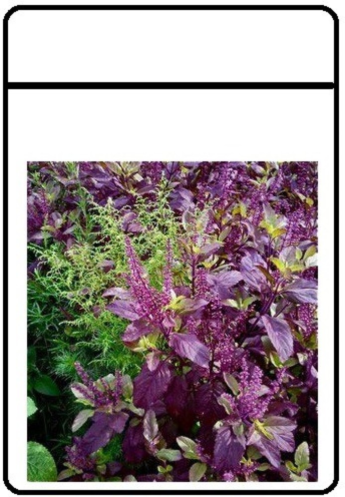 WILLVINE Tulasi krishna tulsi Black Holy Basil Seed Price in