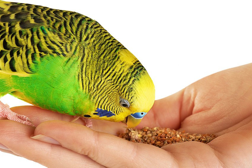 Healthy food for budgies outlet