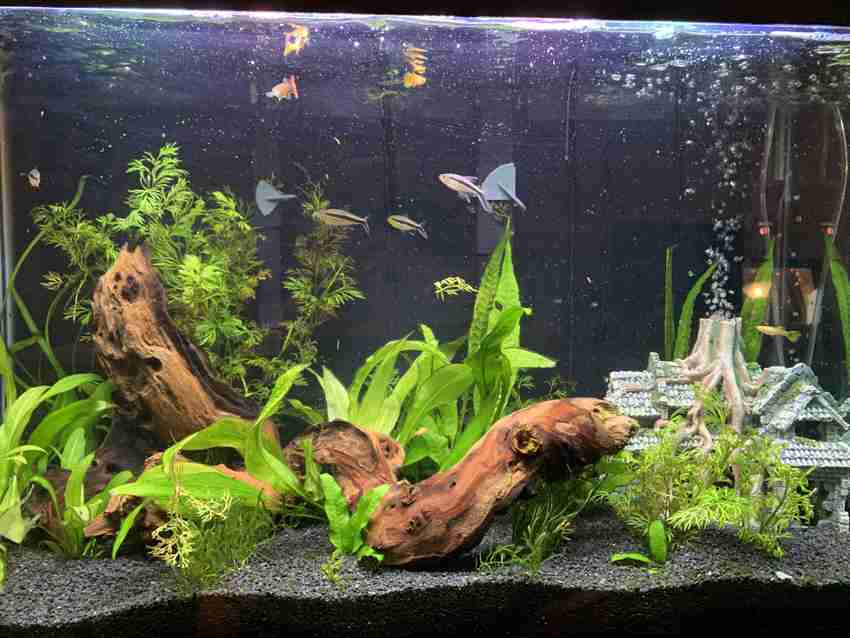 Mopani wood aquascape top