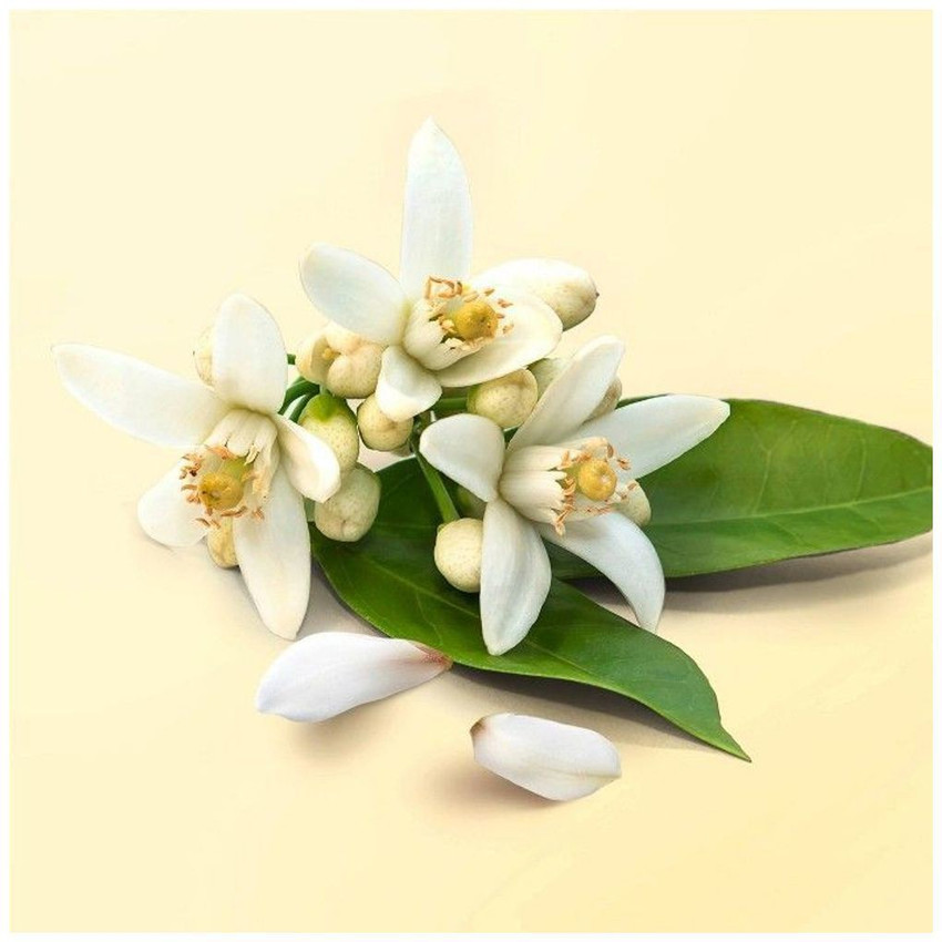 White sales patchouli flower