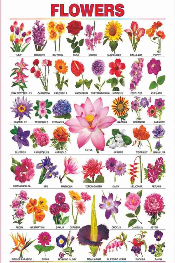 Flowers Names In Kannada - Home Alqu