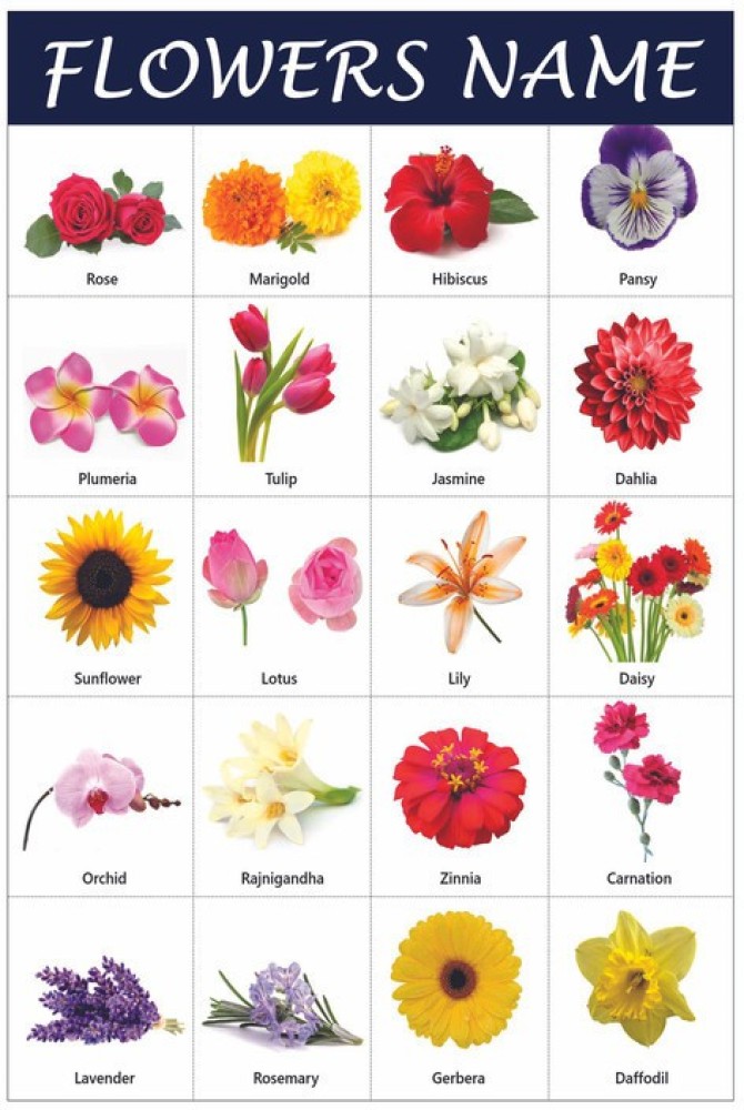 Flowers Name In Hindi And English Chart | Best Flower Site