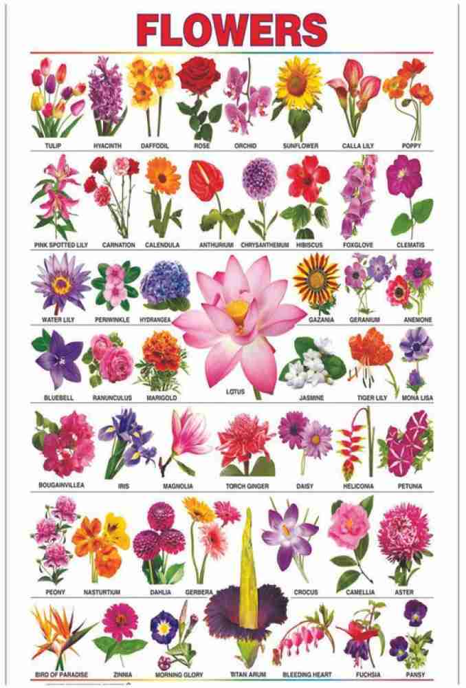 Flower Names in English  Names of Different Flower Types