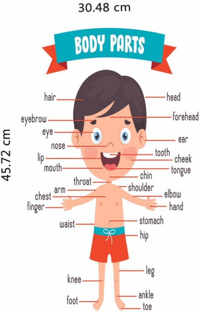 Human Body Part Name Chart Poster with Gloss Lamination Paper Print -  Children, Educational posters in India - Buy art, film, design, movie,  music, nature and educational paintings/wallpapers at