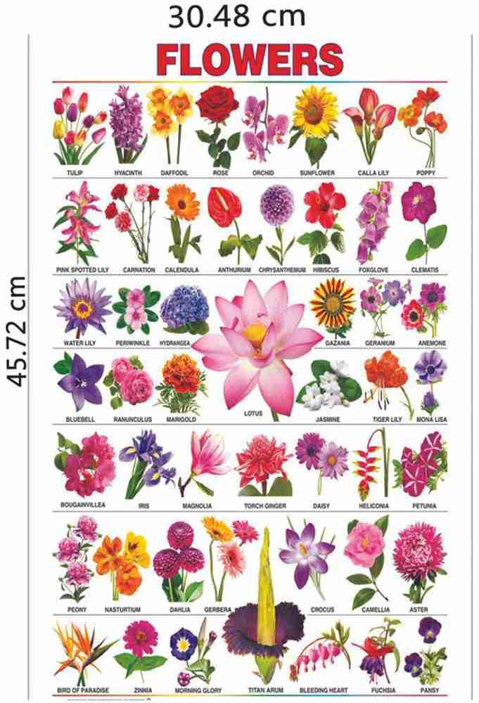 Types Of Flowers Chart