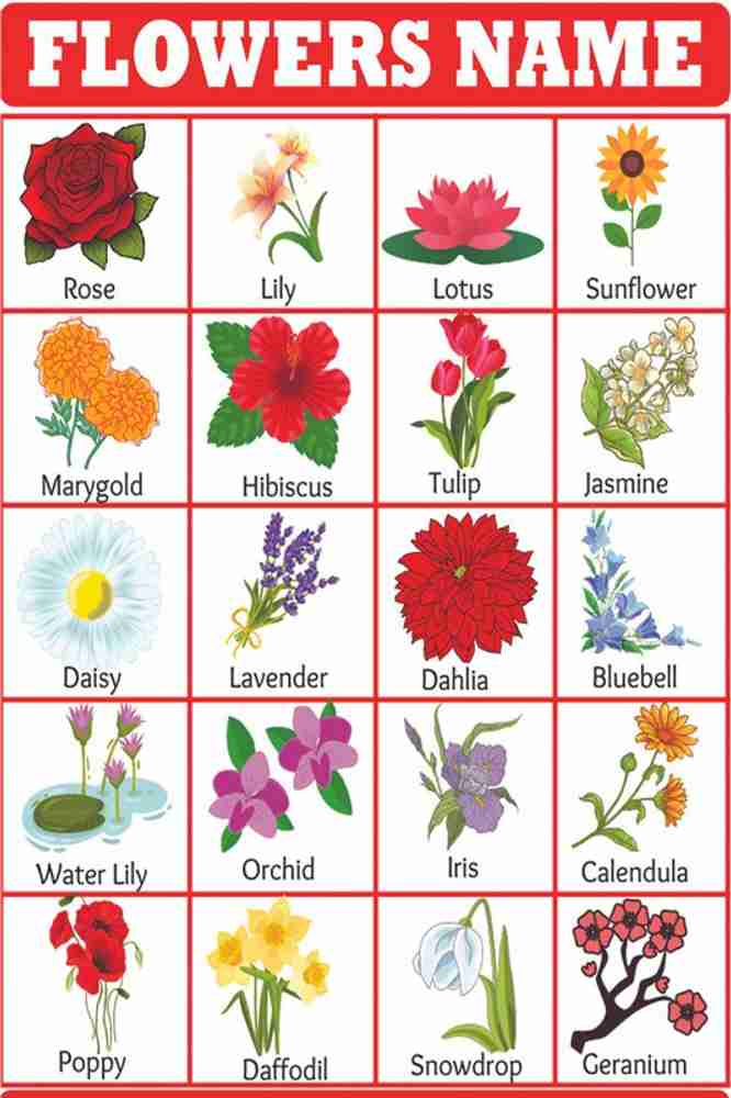 Flowers Name With Pictures List Of Flowers Google Search | Types Of