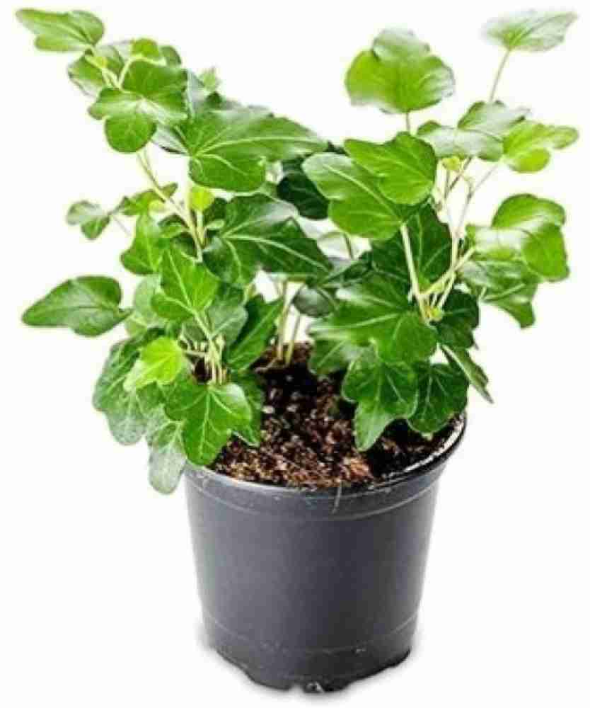 Buy English Ivy For Sale Online