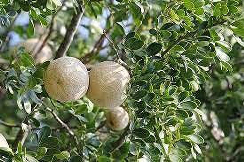 SRI SAI FORESTRY Indian Bael Bel seeds Stone Apple fruit tree