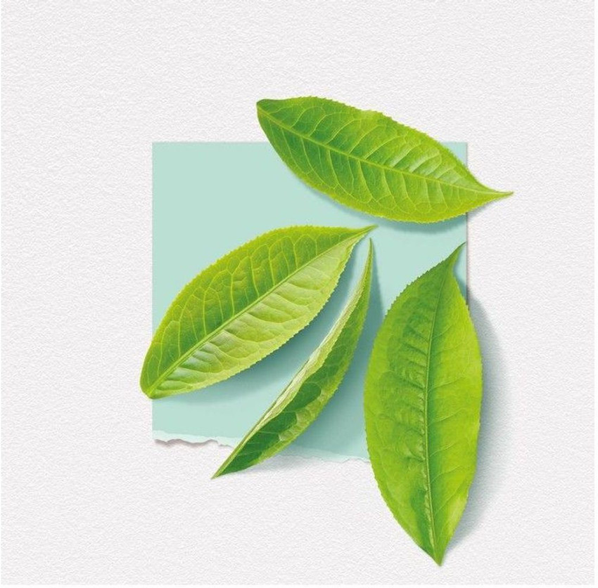 Solinotes white tea outlet