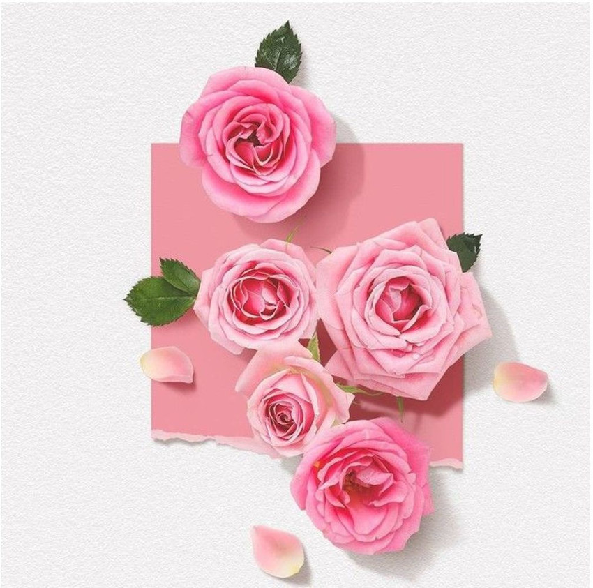 Rose solinotes paris store