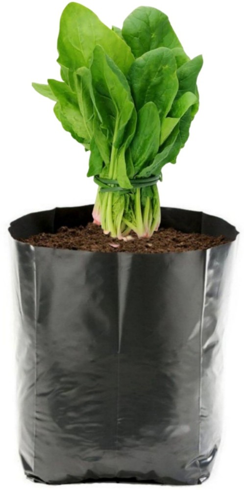 Discover Grow Bags An Alternative Plant Container  Almanaccom