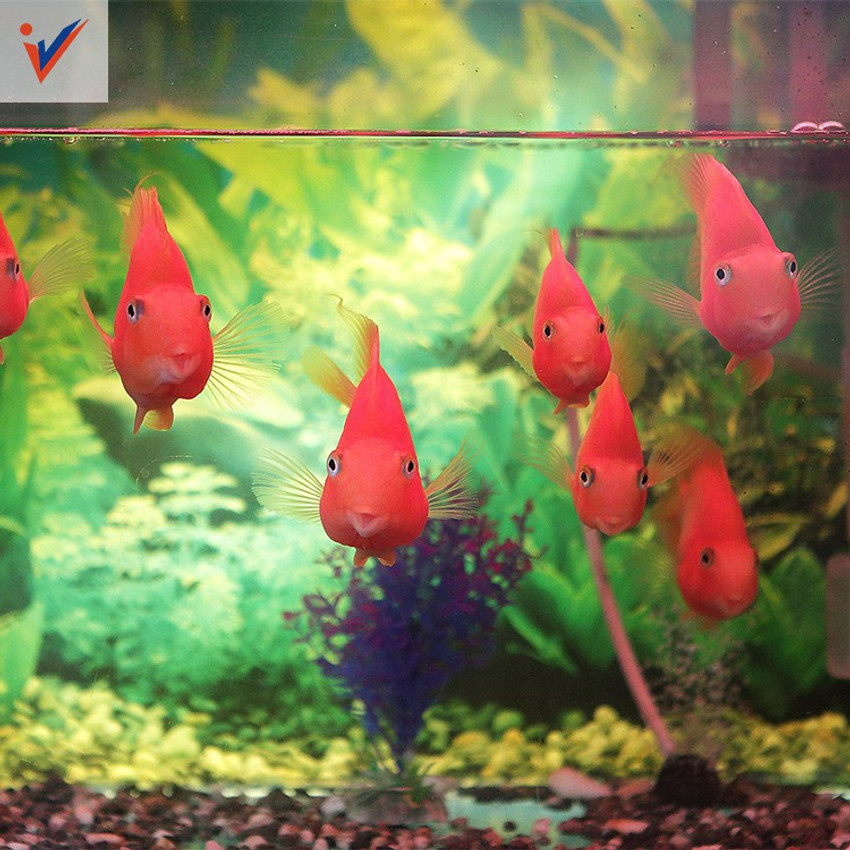 Petzlifeworld True Color RED Parrot Fish Feed 100G Fish 0.1 kg Dry New Born Adult Young Senior Fish Food